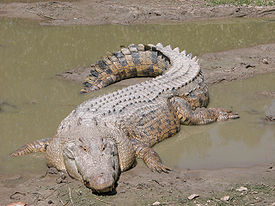 Crocodile_Hunter